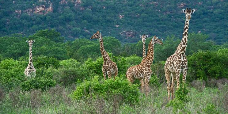 5-Day Amboseli, Ziwani, Taita Hills & Tsavo East by Jeep