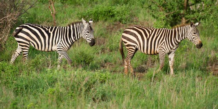 1-Day Tsavo East National Park Safari from Mombasa/Diani