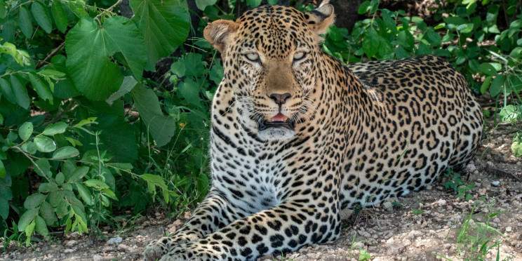 7-Day Amboseli, Lake Nakuru & Masai Mara Budget Safari
