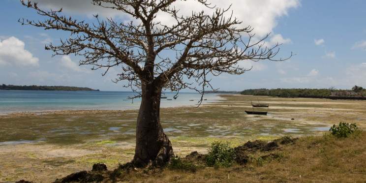 2-Day Salt Lick Safari Lodge Tour from Diani or Mombasa