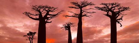 9-Day Camping Along the Tsiribihina River and Baobab