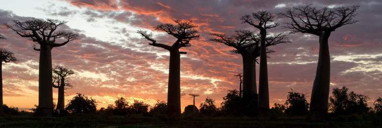 Kirindy Forest - Avenue of baobab - Morondava