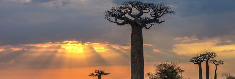 Bekopaka - Kirindy Reserve - Baobab Alley - Morondava