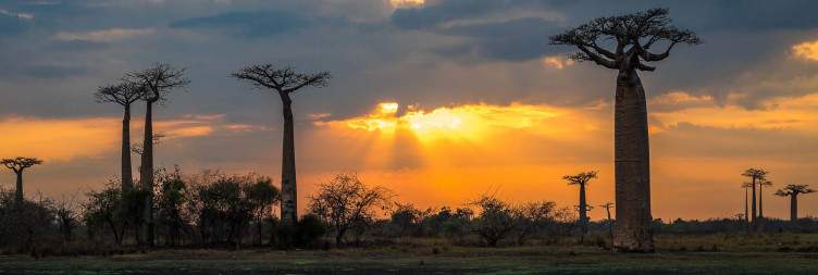 The Red West and the Baobab Alley