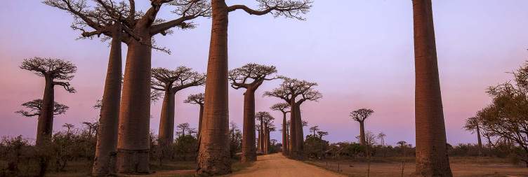 Exploring Kirindy and Sunset at Baobab Alley
