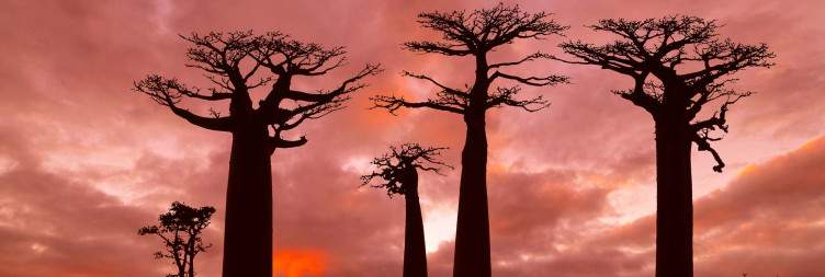 Kirindy – Avenue of the Baobabs - Morondava