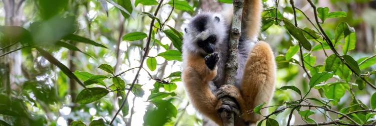 Discover Andasibe Park -Vakona Reserve