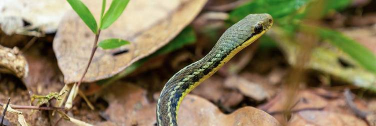 Andasibe-Mantadia National Park - Analamazaotra National Park