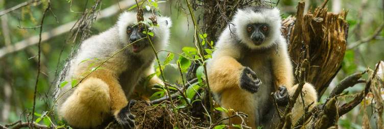 Andasibe-Mantadia National Park