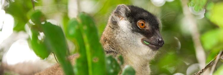 Visit of Andasibe-Mantadia National Park