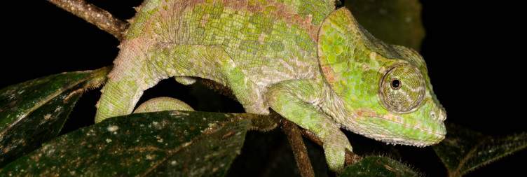 Andasibe-Mantadia National Park