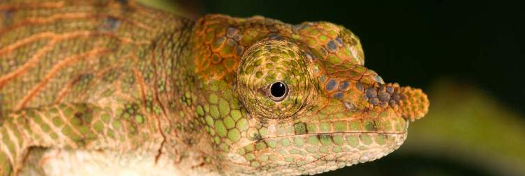 Antananarivo - Andasibe-Mantadia National Park
