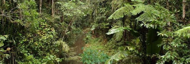 Antananarivo to Andasibe-Mantadia National Park