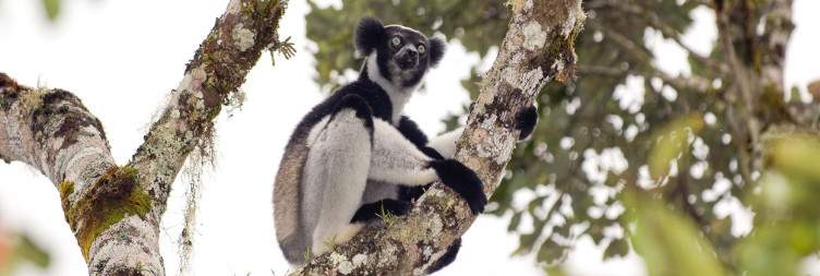 Antananarivo-Andasibe National Park