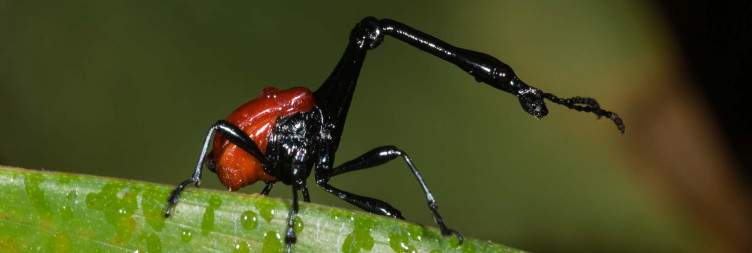 Andasibe-Mantadia National Park