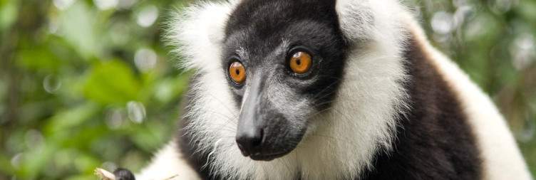 Wildlife encounters and rainforests discovery