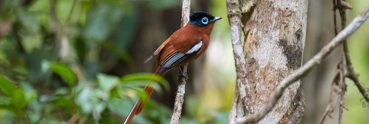 Birding at Andasibe-Mantadia National Park