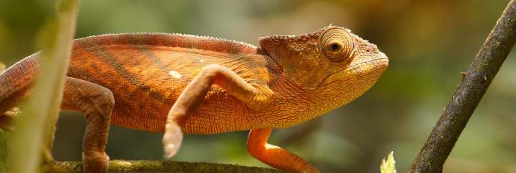 Antananarivo - Andasibe