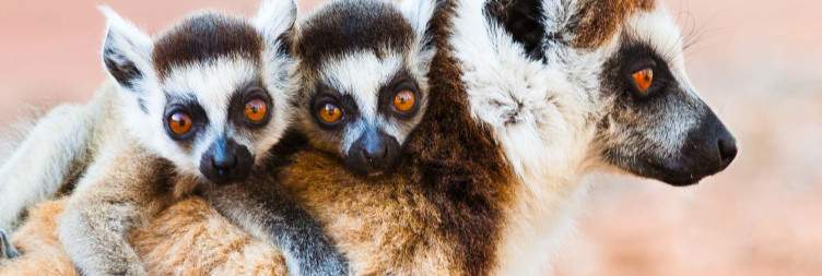 Antananarivo - Fort-Dauphin - Berenty