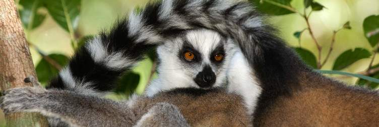 Visit of Isalo National Park