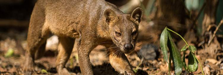 Antananarivo-Morondava-Kirindy (by flight)