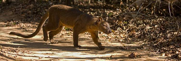 Kirindy Reserve