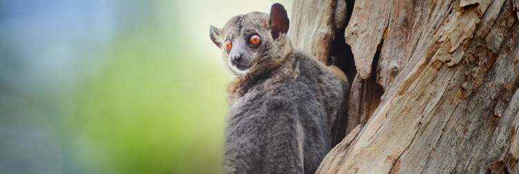 Antananarivo - Kirindy Forest