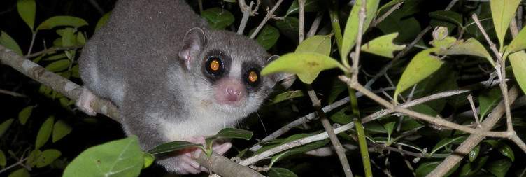 Morondava-Kirindy Forest