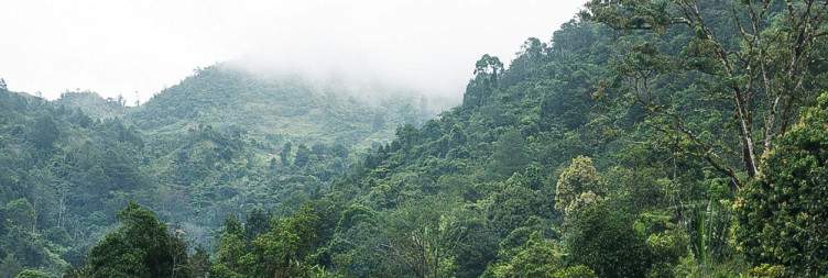 Ranomafana National Park