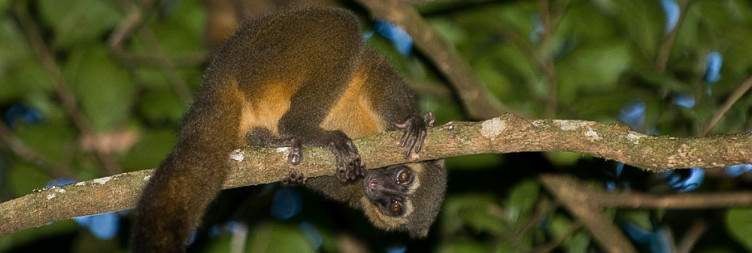 Discover the pristine beauty of Ranomafana National park a UNESCO world heritage