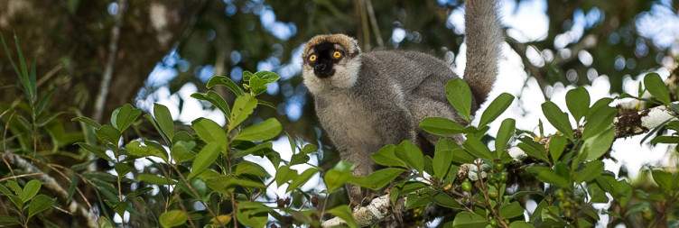A journey into Madagascar's living rainforest