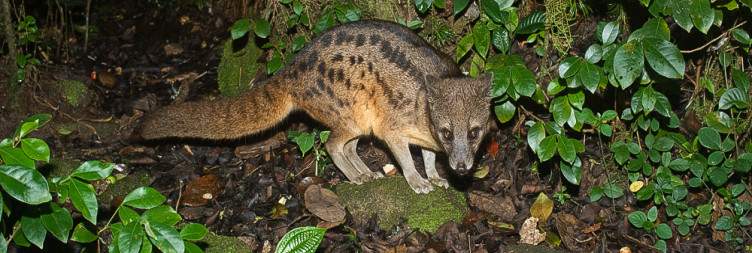 Ranomafana National Park
