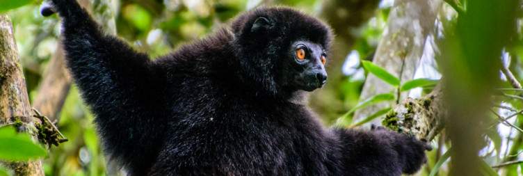 Ranomafana National Park