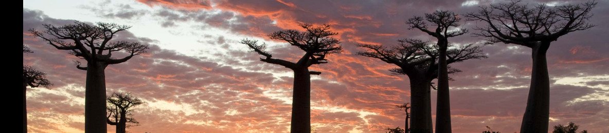 10-Day Ulitimate Madagascar Baobab Tsiribihina Adventure