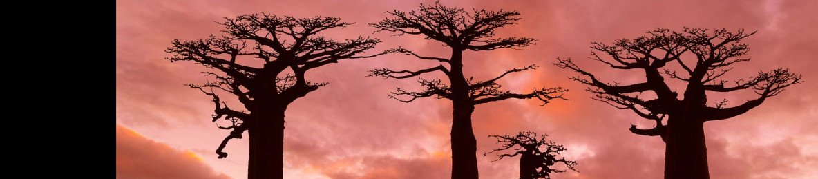 6-Day Sunset on the Avenue of Baobabs