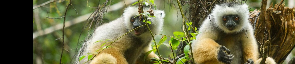 4-Day Adventure Trip to Wild Andasibe & Mantasoa