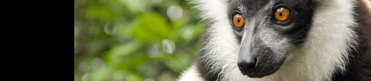15-Day Madagascar Birding & Wildlife Tour