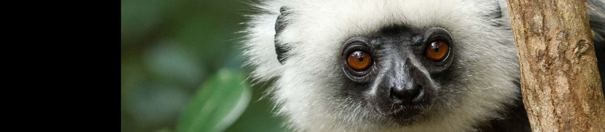 17-Day Highlights of Madagascar