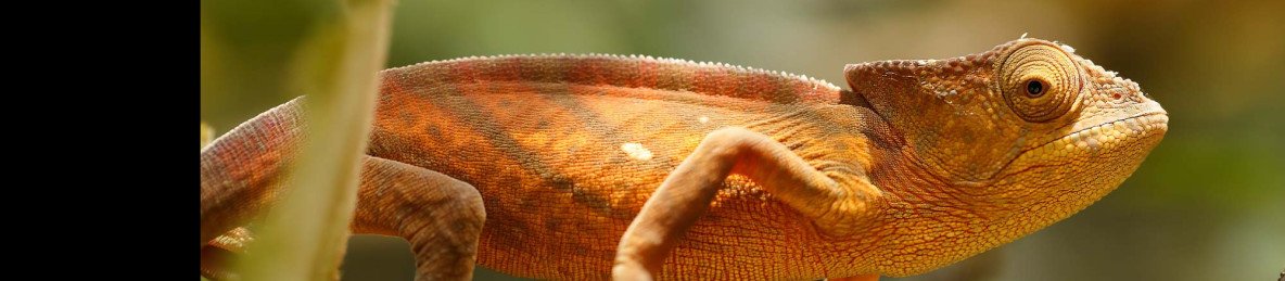8-Day Madascar Wildlife Safari