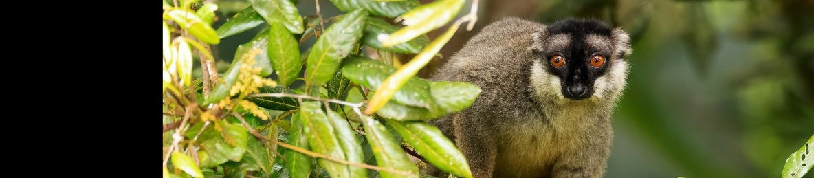 5-Day Lemur Soft Adventures in Andasibe