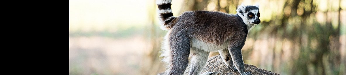 15-Day Explore Madagascar Unique Landscapes and Wildlife