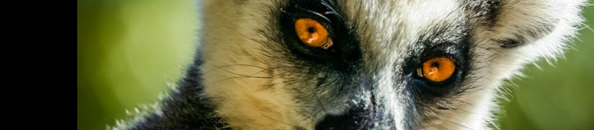 10-Day Deep Nature Exploration Across Madagascar