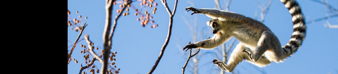 17-Day Highlights of Madagascar + Private Charter