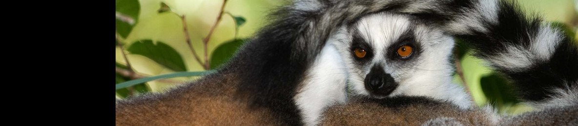 10-Day Senior Tour in Madagascar