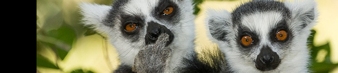 5-Day Andasibe & Palmarium Aye-Aye Tour
