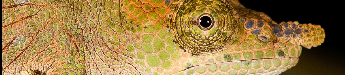 3-Day To Be in Nature at Andasibe-Mantadia National Park