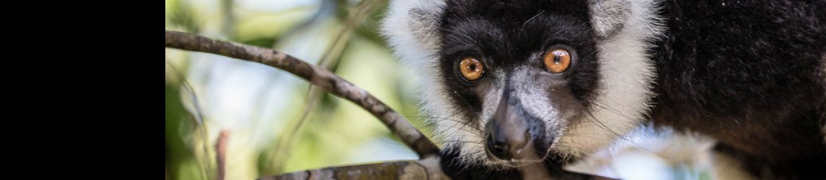 5-Day Andasibe Mid-Range Tour