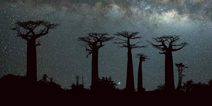 11-Day Wild Madagascar - Tsiribihina - Tsingy Expedition