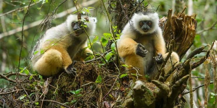 4-Day Adventure Trip to Wild Andasibe & Mantasoa