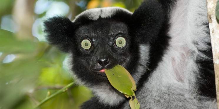 11-Day A Family Adventure in Madagascar